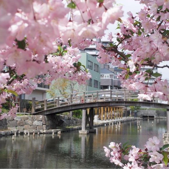 🌸 Meet your Posher, Sakura Blossom 🌸 - Picture 5 of 7